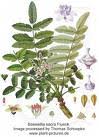 Image result for Erythrococca