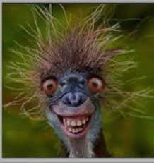 Ostrich Poems Modern Award Winning Ostrich Poetry All Poetry