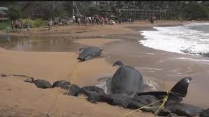 5 pilot whales dead in 'traumatizing' stranding