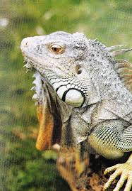 Gunakan sangkar yang berukuran setidaknya 2,5 x 1 x 2 m (8 x 3 x 6 kaki). Iguana Om Kicau