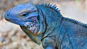 10 Gorgeous Iguanas We Share The Planet With Reptileworldfacts Iguana Green Iguana Iguana Pet