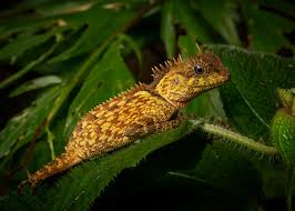 Image result for Chironia elgonensis