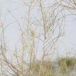 Image result for Parkinsonia africana