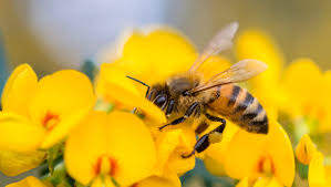 We did not find results for: Honeybees Are In Trouble Here S How You Can Help