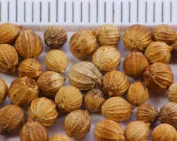 Image result for Coriandrum