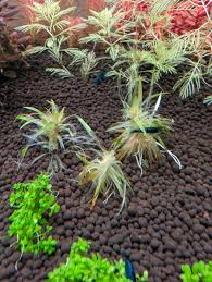 Image result for Syngonanthus