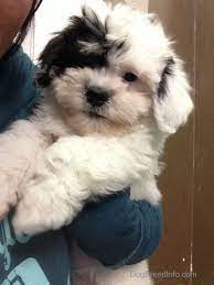 Zuchon Puppy Bishon Frise Shih Tzu Mix Not Gonna Replace Botox But I Think He Needs A Sister Or Brother Teddy Bear Puppies Teddy Bear Dog Shichon Puppies