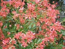 Check spelling or type a new query. Nsw Christmas Bush Albery S Red Br Em Sup Ceratopetalum Gummiferum Albery S Red Em Sup Store