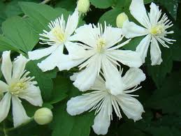 We did not find results for: Clematis Paul Farges Brushwood Nursery Clematis Specialists