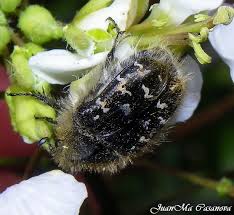 Image result for Tropinota hirta