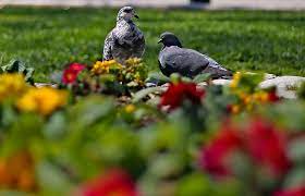 La paradoja de la primavera - El Mostrador