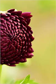 She graduated with honors in 2002. Red Dahlia Flower Bud Starting To Bloom In Arizona Journal Take Notes Write Down Memories In This 150 Page Lined Journal Paper Pen2 9781724872166 Amazon Com Books