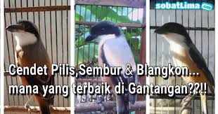 Maybe you would like to learn more about one of these? Burung Cendet Pilis Sembur Dan Gondrong Mana Yang Terbaik Di Gantangan Sobat Lima
