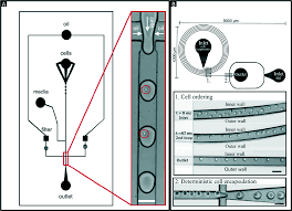 In a previous contribution, a new sensor design for droplet size and colour detection. Droplet Based Microfluidics In Drug Discovery Transcriptomics And High Throughput Molecular Genetics Lab On A Chip Rsc Publishing Doi 10 1039 C6lc00249h