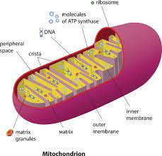 5 Ways To Improve Your Health By Boosting Mitochondria Mitochondria How To Increase Energy Mitochondrial