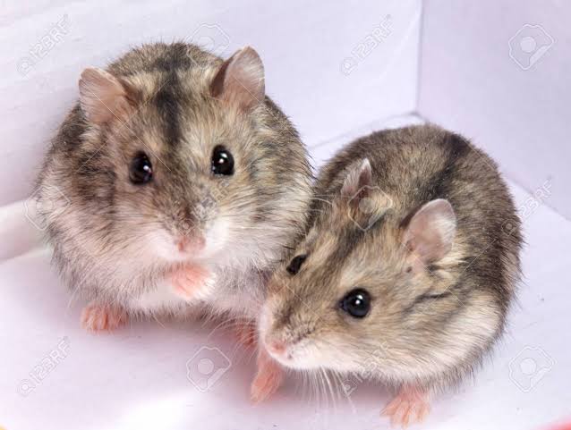 Mga resulta ng larawan para sa Hamster Djungarian"