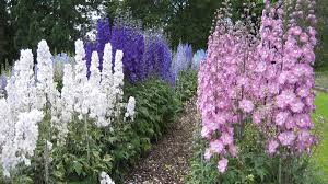 Tema Straconozka Delphinium Kvitnuce Zahradne Rastliny Www Stavba Az Sk Rastliny