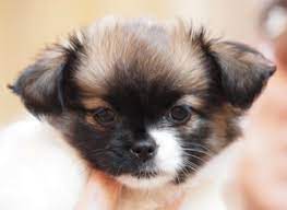 If you have children and you plan to get a shih tzu chihuahua mix, make sure. Shih Tzu Chihuahua Mixed With Pug Pets Lovers