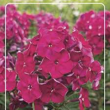 Phlox 'Laura' — Plant Wholesale FlorAccess