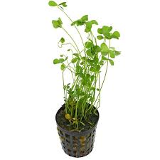 Image result for Marsilea vera