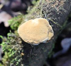 Image result for Phellinus pomaceus