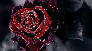 Aesthetic Black And Red Rose Wallpaper Red Flowers Wallpaper Hd 1 Rose Flower Wallpaper Red Rose Flower Red Flower Wallpaper