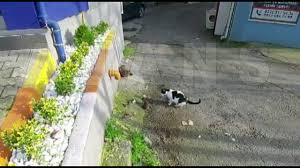 Minik Fare Kukredi Kedi Pirrrr Ucuverdi Gundem Haberler