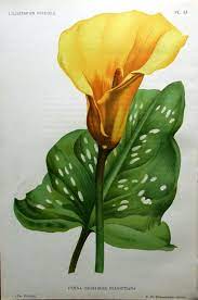Golden Calla Lily Linden Original Antique Botanical Flower Print 1896 Botanical Flowers Print Flower Drawing Botanical Flowers