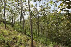 Image result for Tectona