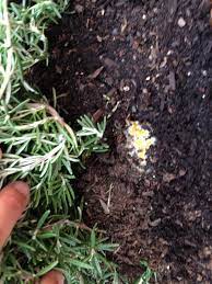 Aug 06, 2014 · healthy green plant the tds should increase by 50 every week, and the ec by 0.1. What Is This Yellow Mold Or Fungus In My Container Gardening Landscaping Stack Exchange