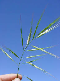 Image result for Bromus