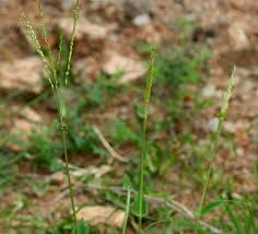 Image result for Alloteropsis