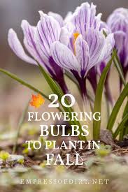 But the seeds allow many new flowers to grow over a large area. 20 Breathtaking Flowering Bulbs To Plant In Fall