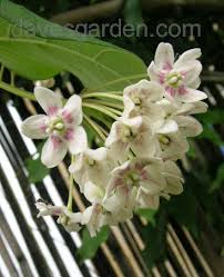 Image result for Marsdenia dregea