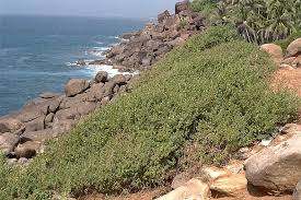 Image result for Pemphis