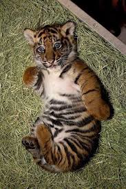 Un Beau Bebe Tigre Gatos Bonitos Fotos De Animales Salvajes Animales Adorables
