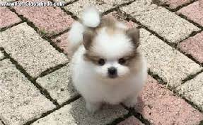 Image Result For Teacup Pomeranian Puppies For Sale 250 Pomeranian Puppy For Sale Pomeranian Puppy Puppies For Sale