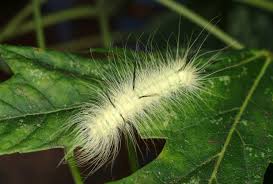 Its handsome, hairy caterpillar is equally distinctive, if less colourful. Fuzzy Fall Visitors Caterpillars That Attract Attention And Could Cause Needless Concern Gardening In Michigan