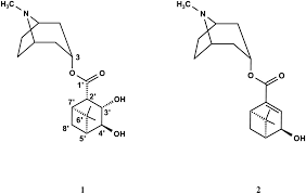 Image result for Bonamia spectabilis