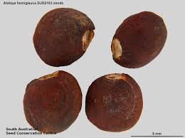 Image result for Atalaya alata