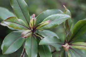 Image result for Tridactyle bicaudata