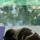 27th November 6 PM Puppy Yoga Canggu event image
