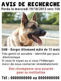 J Ai Perdu Mon Chien Que Faire Pour Le Retrouver Guide Du Chien Chien Avis De Recherche Perdu