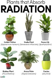 Popsugar has affiliate and advertising partnerships so we get revenue from sharing this content and from your purchase. 6 Plants That Might Absorb Radiation Care2 Healthy Living Plants Air Purifying House Plants Plant Decor Indoor