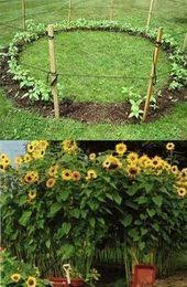 Tour De Tournesol Achetez Des Graines De Tournesol De Tres Grande Hauteur Jardin Miniature Idee Jardins Idees Jardin Idees De Jardinage