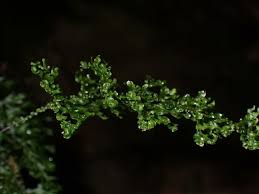 Image result for Hymenophyllum splendidum