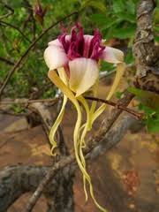 Image result for Strophanthus sarmentosus