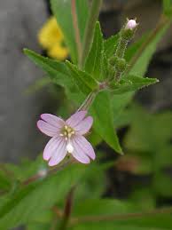 Image result for Epilobium