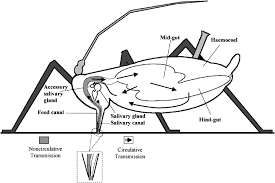 Therefore, dispersal of haplotype 1 between hokkaido and tohoku is a plausible. Transmission Of Plant Viruses By Aphid Vectors Ng 2004 Molecular Plant Pathology Wiley Online Library