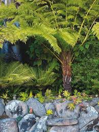 Tree Ferns Rock Wall Mediterranean Berkeley Garden Photo Gallery Brandon Tyson Berke Mediterranean Landscape Design Mediterranean Garden Design Garden Design